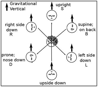 Sensorimotor Underpinnings of Mathematical Imagination: Qualitative Analysis